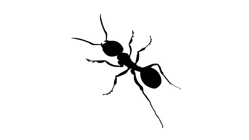 Insects